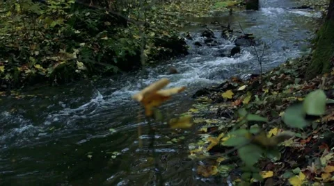 Slowmotion long river flows through the forest Video stock 60070542