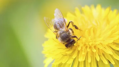 Slowmotion macro of bee on dandelion Stock Footage 230040679
