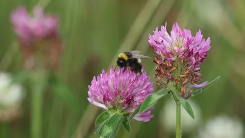 Slow‑motion macro of a bumblebee feeding on a bright summer flower. Stock Footage 200262901