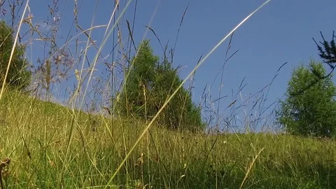 Slowmotion meadow, Alta Badia Stock Footage 78742919