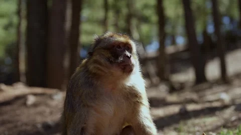 Slowmotion monkey chewing food and looking around in morocco forest Stock Footage 321894813