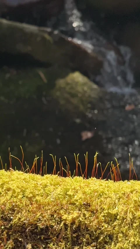 Slowmotion Moss, Mushrooms, and a Small Waterfall 库存影片 324903223