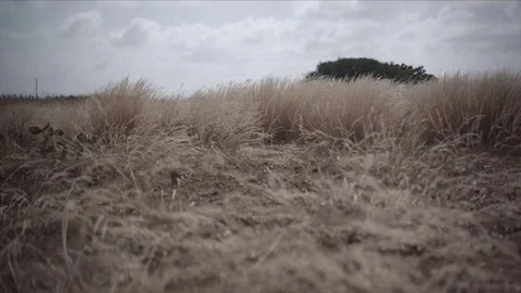 Slowmotion motion through tall grass windy cloudy weather Video stock 74024239