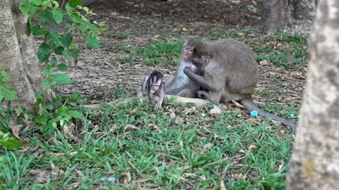 Slowmotion, Normal day of cambodian monkeys. Angkor Wat, Siem Reap, Cambodia-Dan Stock Footage 119056553