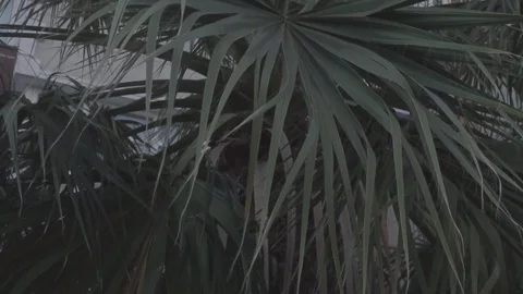 Slowmotion Palm Tree Stock Footage 94120070