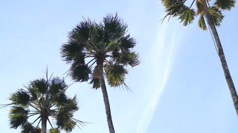 Slowmotion of a Palmtree in a blue sky Vídeos de archivo 247152095