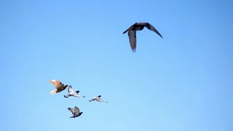 Slowmotion. Pigeons fly in clear blue sky in spring Stock Footage 106263340