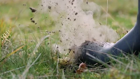 Slowmotion Puffball mushroom Stock Footage 168841275