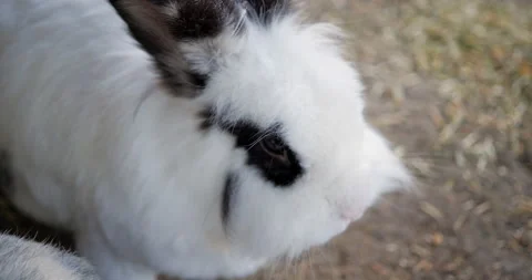 Slowmotion of a Rabbit Closeup Stock Footage 227978971
