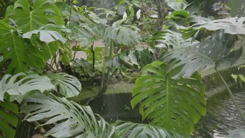 Slowmotion rain on a body of water in a tropical vegetation Video stock 241721253