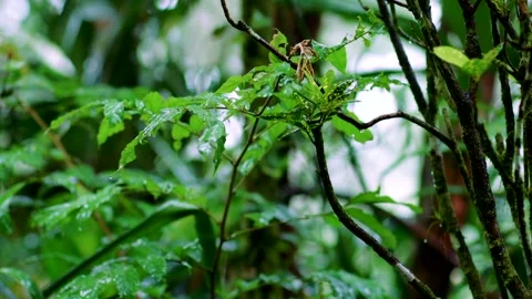 Slowmotion Rain Falling on Lush Plants in Rainforest Video stock 135543782