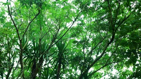 Slowmotion Rain Falling on Lush Plants in Rainforest Stock Footage 135543800