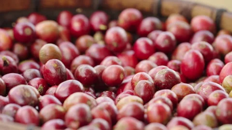 Slowmotion, red coffee berries handpicked, ripe robusta cherries Stock Footage 246987596
