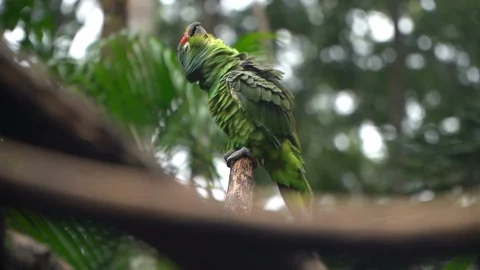 Slowmotion of Red Lored Amazon Parrot on Shaking Body and Feather on Stock Footage 128826281