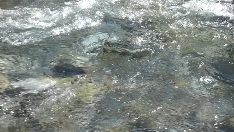 Slowmotion River Flow Stock Footage 78000974