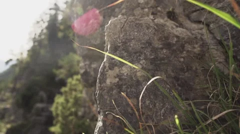 SLOWMOTION Rocks With Grass And Lens Flare 動画素材 46468129