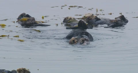 Slowmotion of a sea otter wrapping itself in kelp, while others sleep in the Stock Footage 99141437