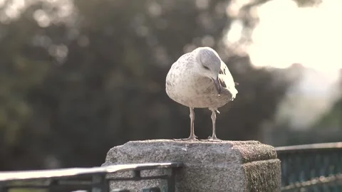 Slowmotion of a seagull standing on the park Vídeos de archivo 247148817