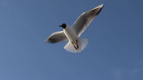Slowmotion Seagulls Close up Stock Footage 171835190