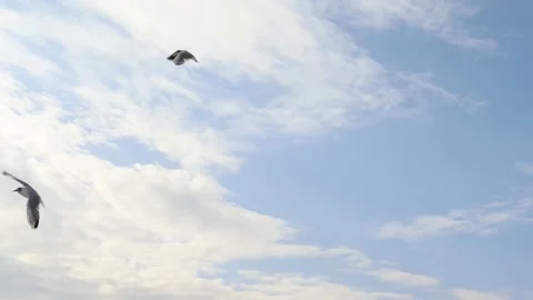 Slowmotion Seagulls Stock Footage 171835069