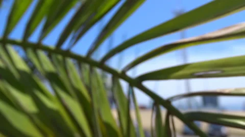 Slowmotion. Seaport dock's cranes through palm leaves. Batumi. Georgia Stock Footage 55768179
