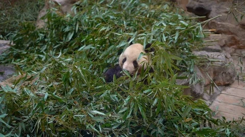 Slowmotion shot of an adorable panda bear sitting among bamboo branches and Stock Footage 100656148