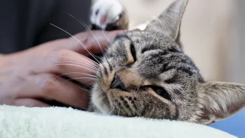Slowmotion shot of a beautiful cat getting scratched whilst falling alseep Vidéo 310996084
