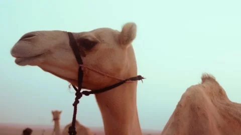 Slowmotion shot of a camel standing in the desert of UAE Dubai Abu Dhabi Stock Footage 166265462