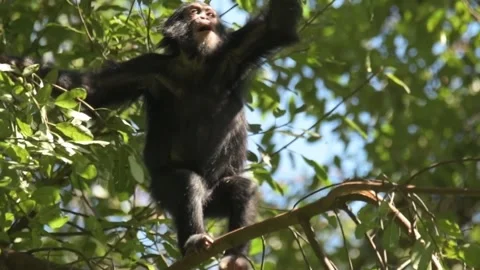 Slowmotion shot of a chimpanzee explorin... | Stock Video | Pond5
