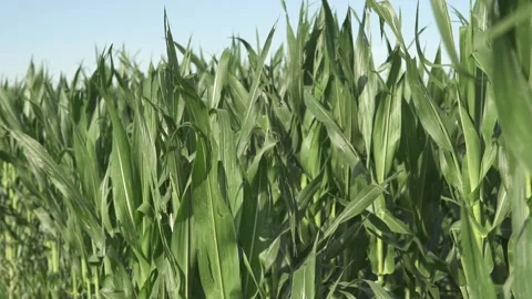 Slowmotion shot of a green cornfield with a blue sky backgorund in summer Stock Footage