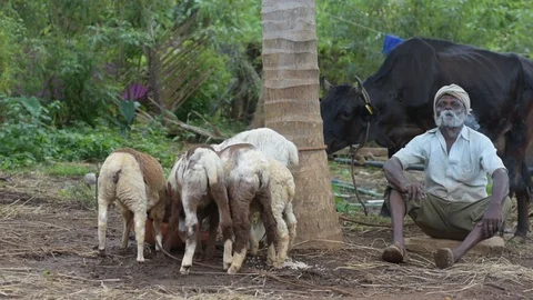 Slowmotion shot of an Indian farmer taking a smoke break in the farm Stock Footage 89936922