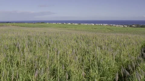 Slowmotion shot of sugarcane fields in Mauritius Stock Footage 219840617