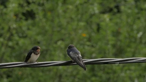 Slowmotion Shot Of Two Barn Swallows On A Wire When One Gets Fed By Mother Stock Footage 69747394