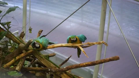 Slowmotion shot of two beautiful colored blue and yellow parrots sitting Stock Footage 133724203