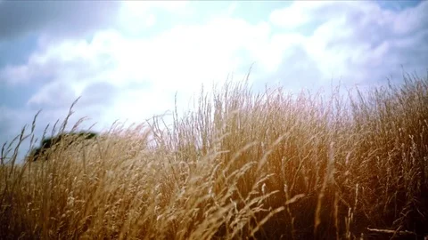 Slowmotion sideways movement through grass Stock Footage 74024279