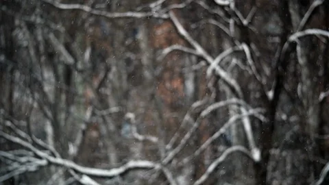 SLowmotion Snow Falls Backgorund Branches and House HD Stock-Footage 92847579