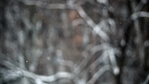 Slowmotion Snow Falls Background Branches HD Stock-Footage 92847318