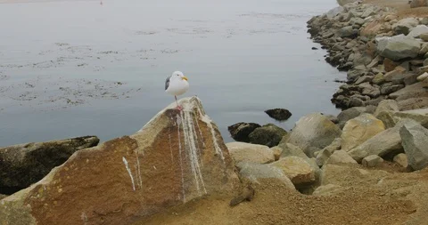 Slowmotion of squirrels and a sea gull in Morro Bay, California Stock Footage 99141380