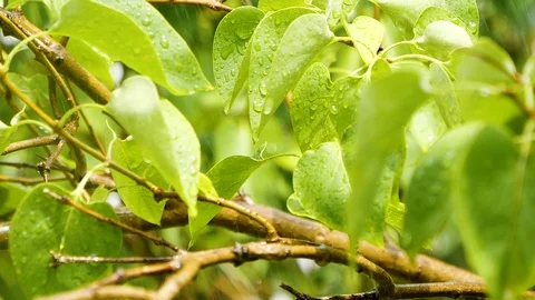 Slowmotion of Summer Shower Raining with Leaves Nature Background Stock Footage 112269413