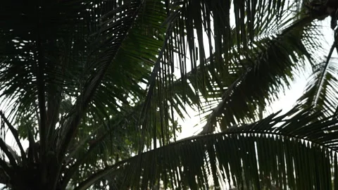 Slowmotion sunlight filtered through coconut palm leaves tropical scene Thailand Stock Footage 323908369