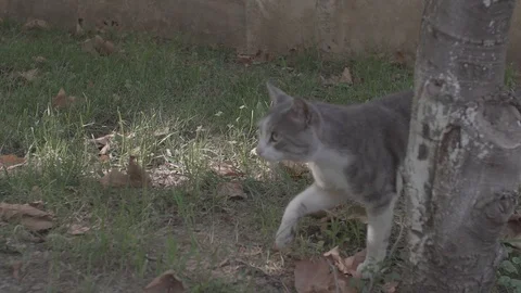 Slowmotion Sweety Cat-12 Stock Footage 94132680