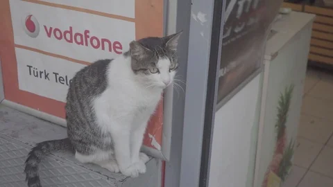 Slowmotion Sweety Cat 6 Stock Footage 94041325