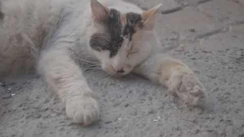 Slowmotion Sweety Cat-8 Stock Footage 94131687