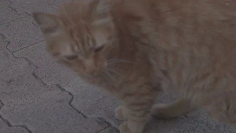 Slowmotion Sweety Cat Stock Footage 94075684