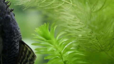 Slowmotion tight static shot of an algae eater. Ancistrus is eating algae 動画素材 146137173