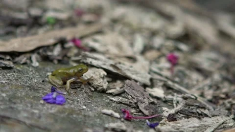 Slowmotion of Tiny baby frog rest on a road. Asian Taipei Hyla Chinensis tadpole Stock Footage 165667832