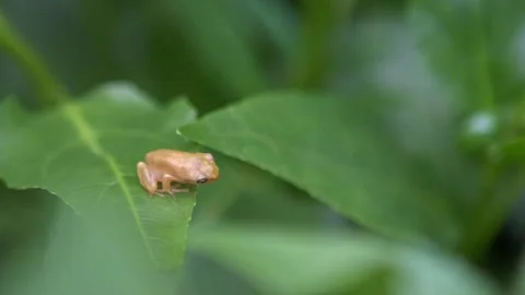 Slowmotion of tiny baby frog rest on vegetable leaves. Hyla Chinensis tadpole Stock Footage 165667915