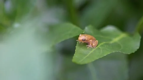 Slowmotion of tiny baby frog rest on vegetable leaves. Hyla Chinensis tadpole Stock Footage 165667918