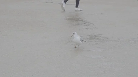 Slowmotion Tracking Shot Seagull Stock Footage 94016332