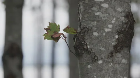 Slowmotion tree Stock Footage 230998244